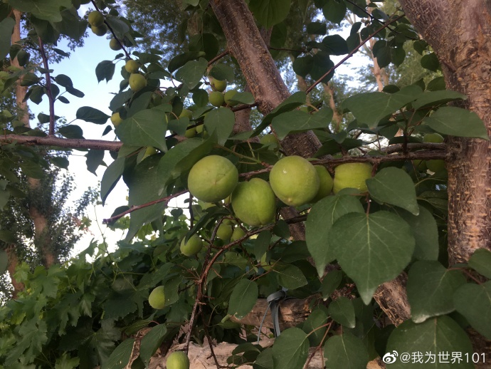 片中确开果敬吗学节愿核，深度解读背后的意义与影响，片中果敬学节愿核深度解读，背后的意义与影响探讨
