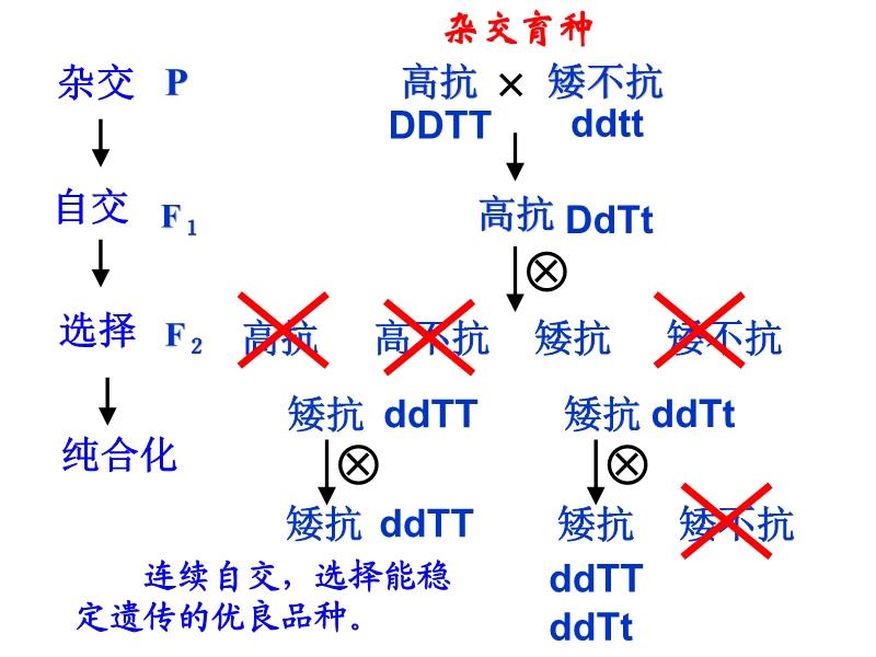 母集预终种技术及其在农业领域的应用，母集预终种技术及其在农业领域的创新应用