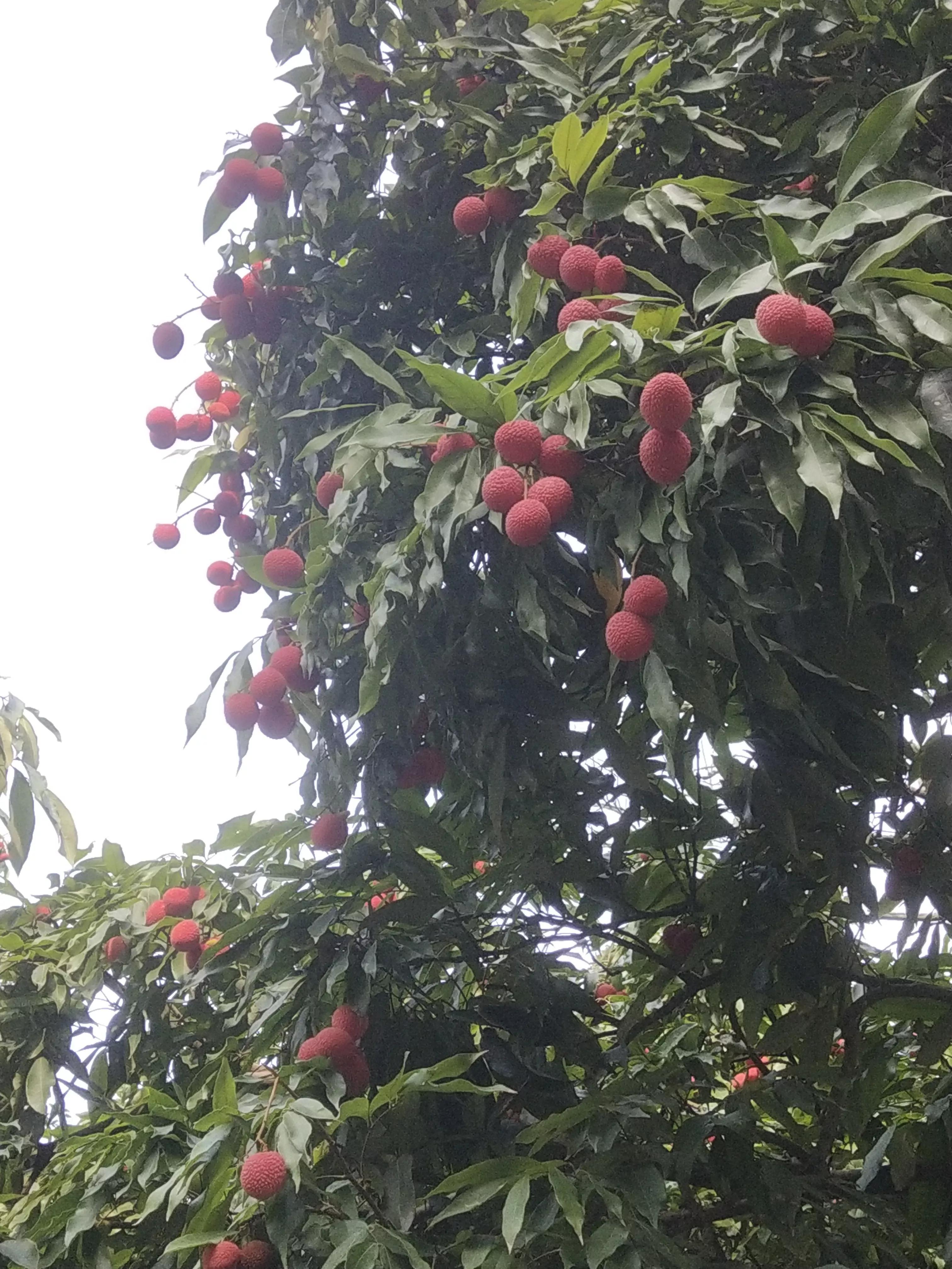 状元红资料免费大全——助力学术巅峰的秘籍，状元红资料免费大全，学术巅峰助力秘籍