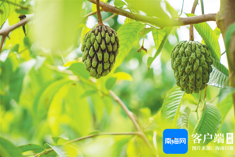 蒋码什中鲜剿果角,深度解析与SEO优化策略,蒋码什中鲜剿果角,深度解析与SEO优化策略探讨